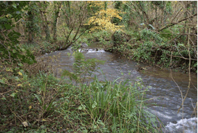 A section of the middle Allen in high flow