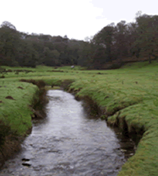 River Lerryn near Lostwithiel