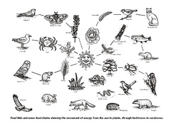 Food Web Diagram