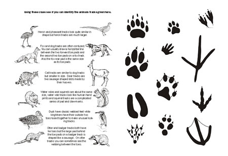 Animal track diagram