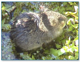 Water vole