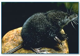 Water shrew