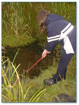 Pond dipping