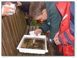 Identifying mini-beasts in a white tray