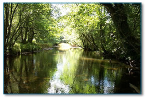 Picturesque Cornish river, evidence of previous coppicing