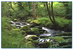 Moss covered boulders on a Bodmin Moor stream