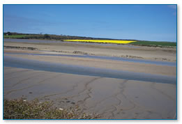 Camel Estuary mudflats with field of rape in the distance