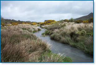 Withybrook on Bodmin moor