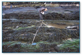 Rock-pool habitat