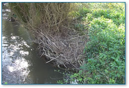 Otter holt beneath the woody debris