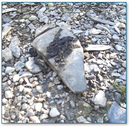 Otter spraint on prominent rock