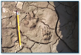 Dog and badger tracks