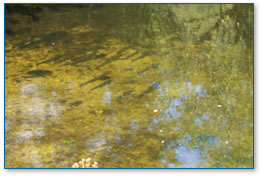 Sea trout in river