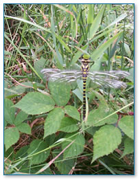 Adult Dragonfly