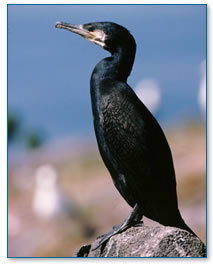 Cormorant