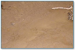 Otter tracks