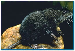 Water shrew