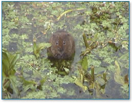 Water Vole