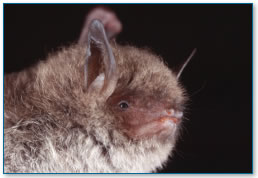 Daubentonsmall or Pond Bat - courtesy of The Bat Conservation Trust/J Kaczanow