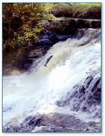 Salmon leaping at Cludon rocks