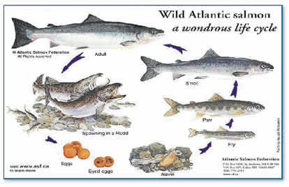 Salmonid Life Cycle (Atlantic Salmon Federation)