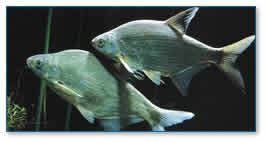 Bream