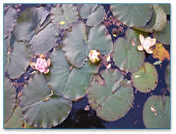 Waterlilies