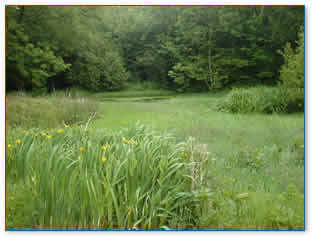 Pond with Yellow flag Iris