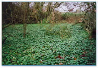 Floating Pennywort