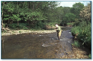 Fly fisherman