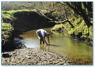 Releasing fry