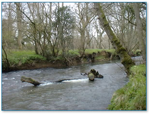 Stable debris which forms good in-stream cover