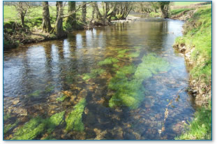 Healthy river with water plants