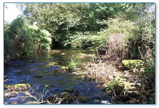 A river view