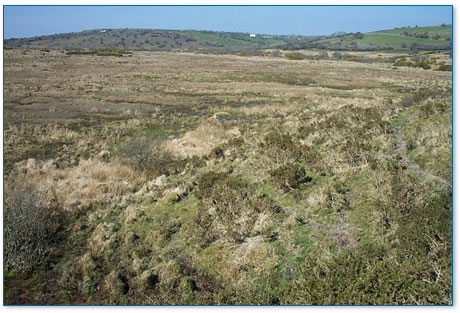 Moorland landscape - Warleggan Marsh