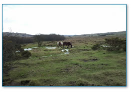 Horses on moor