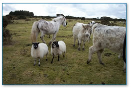 Animals grazing on the moor