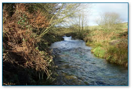 Draynes Valley below A30 (Palmersbridge)