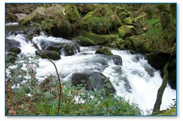 Golitha Falls