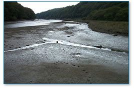 Shirehall Moor saltmarsh