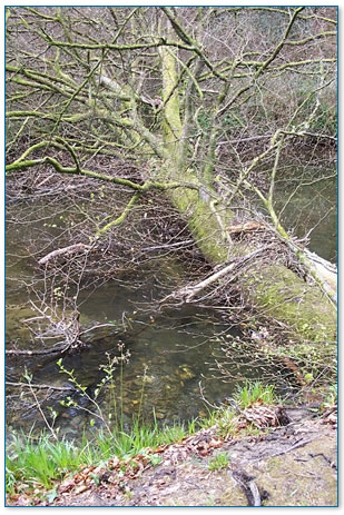 Woody debris in a river