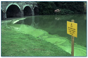 Blue green algae