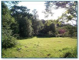 Garden with shrubs