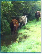 Cattle in stream