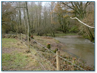 Coppicing