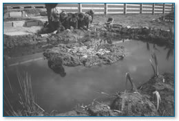 School wildlife pond