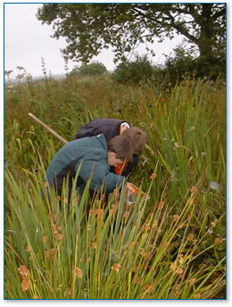 Pond dipping