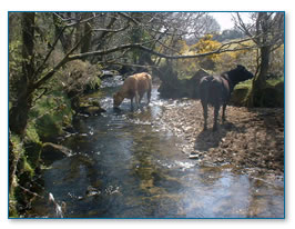 Cattle in a river 