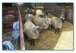 Sheep in a barn