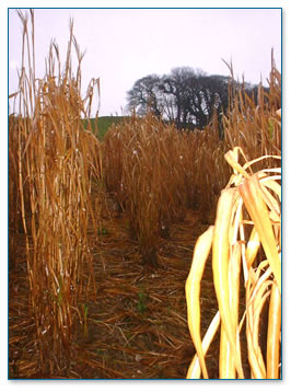 Miscanthus, a modern alternative crop